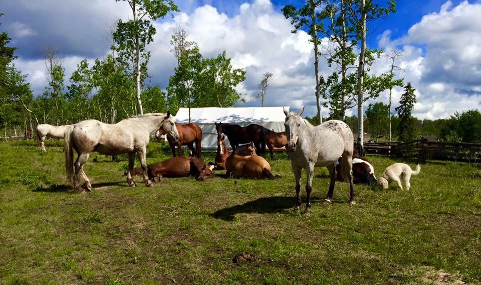 Flying U Ranch Hotel Seventy Mile House Eksteriør billede